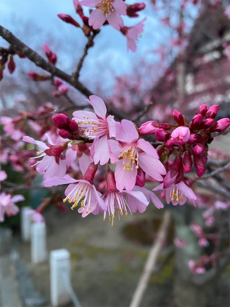 f:id:kazenokomichi:20240301230512j:image