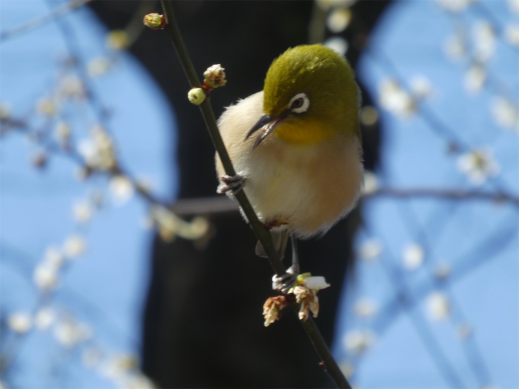 f:id:kazenokomichi:20240316142334j:image