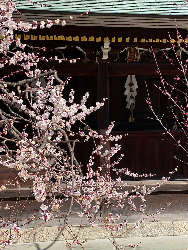 f:id:kazenokomichi:20240316142351j:image