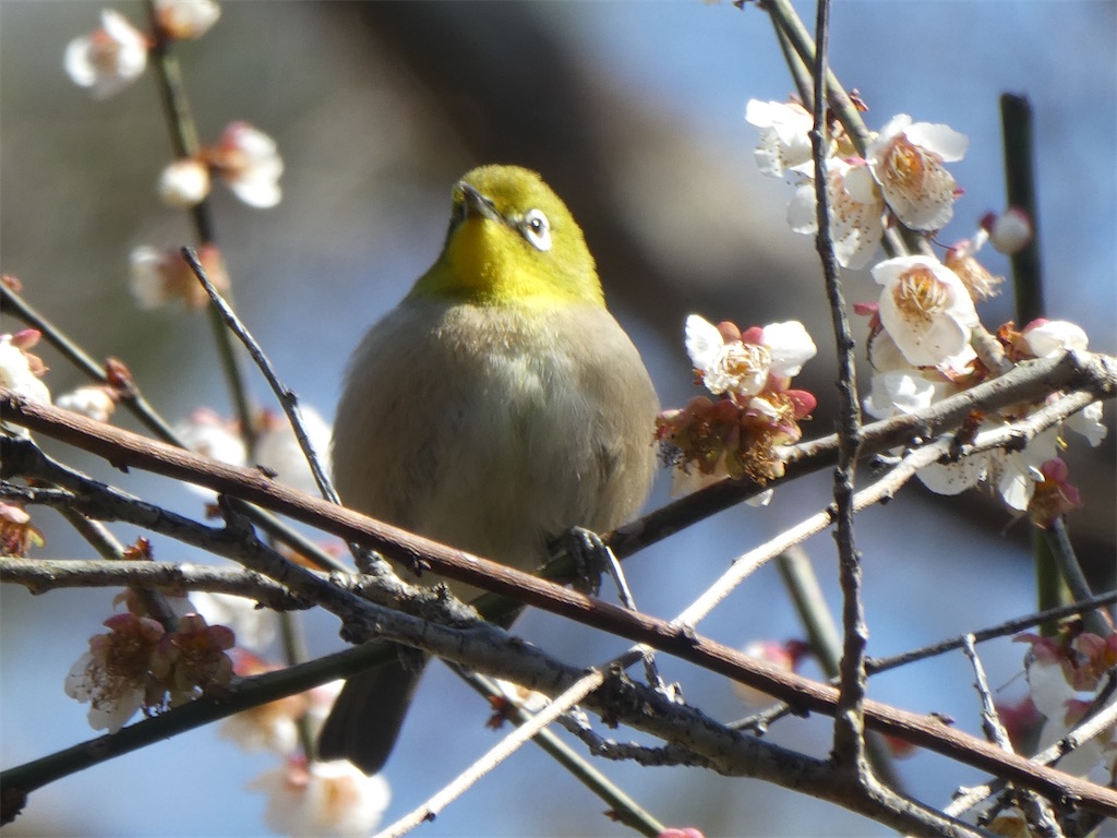 f:id:kazenokomichi:20240316142359j:image