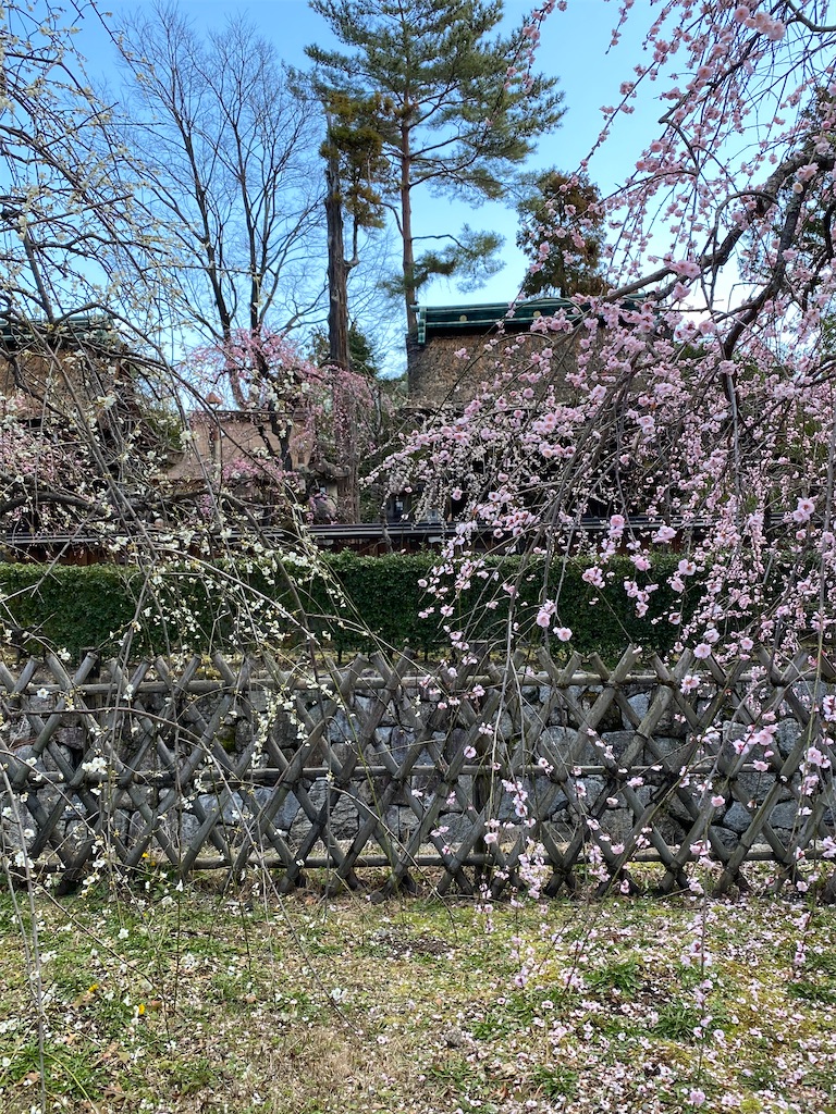 f:id:kazenokomichi:20240316142427j:image