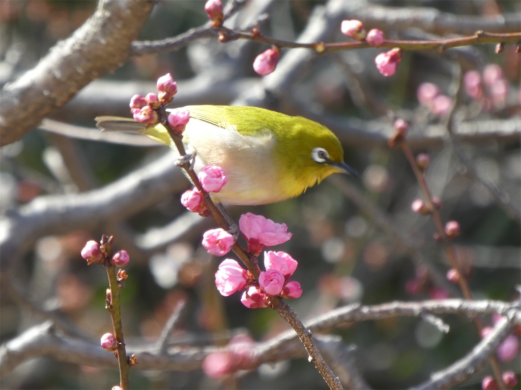 f:id:kazenokomichi:20240316142435j:image