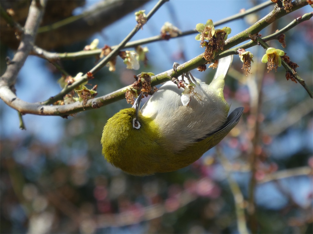 f:id:kazenokomichi:20240316142842j:image