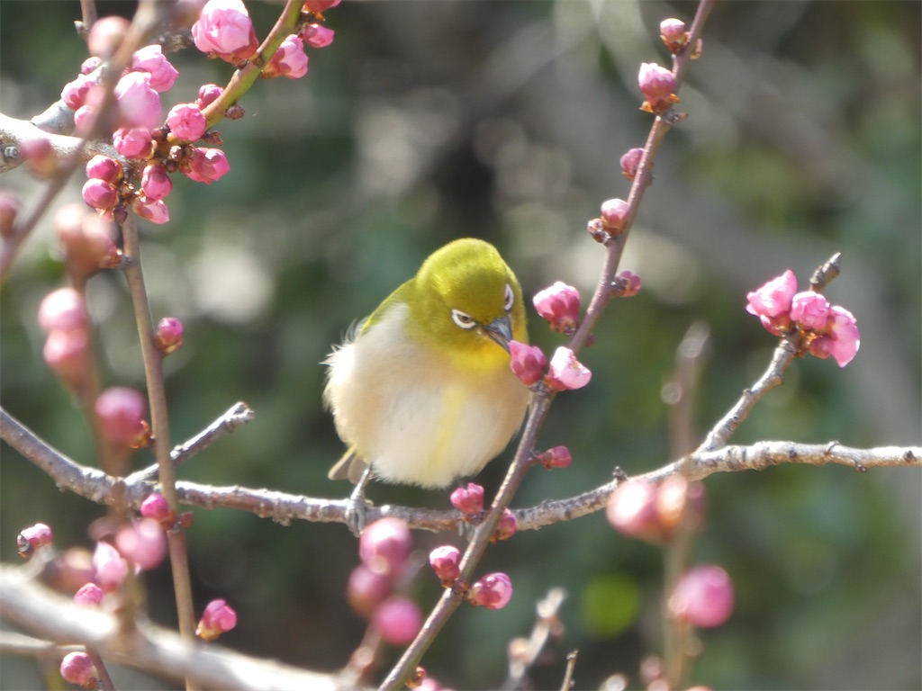 f:id:kazenokomichi:20240316142907j:image