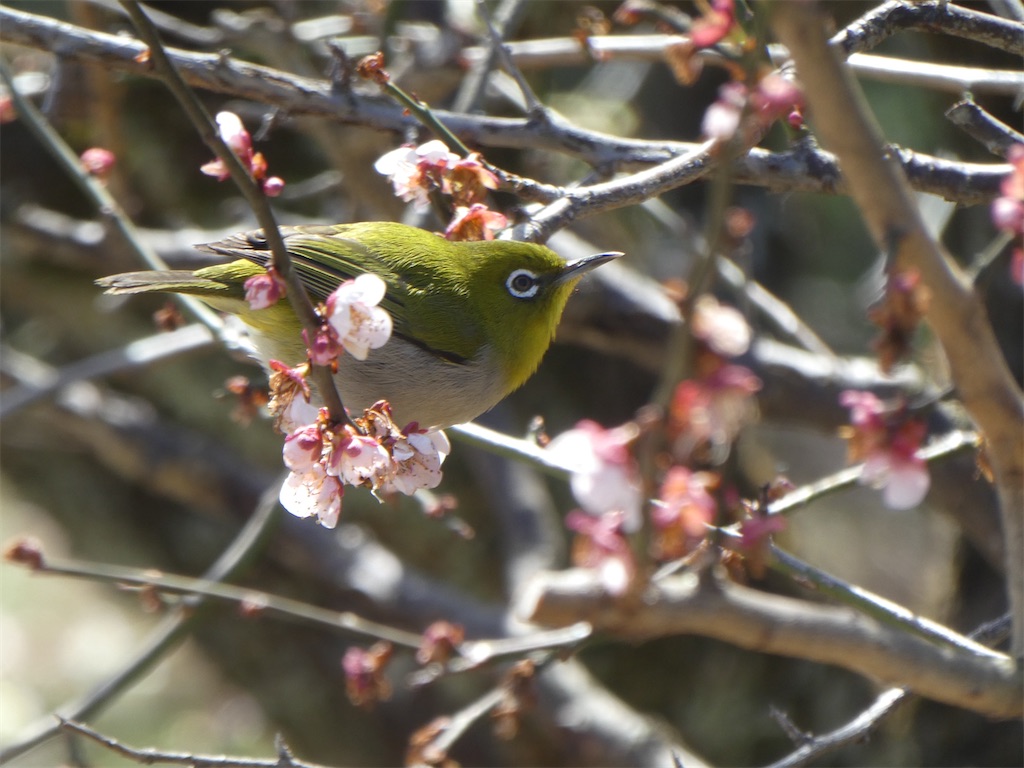 f:id:kazenokomichi:20240316143005j:image