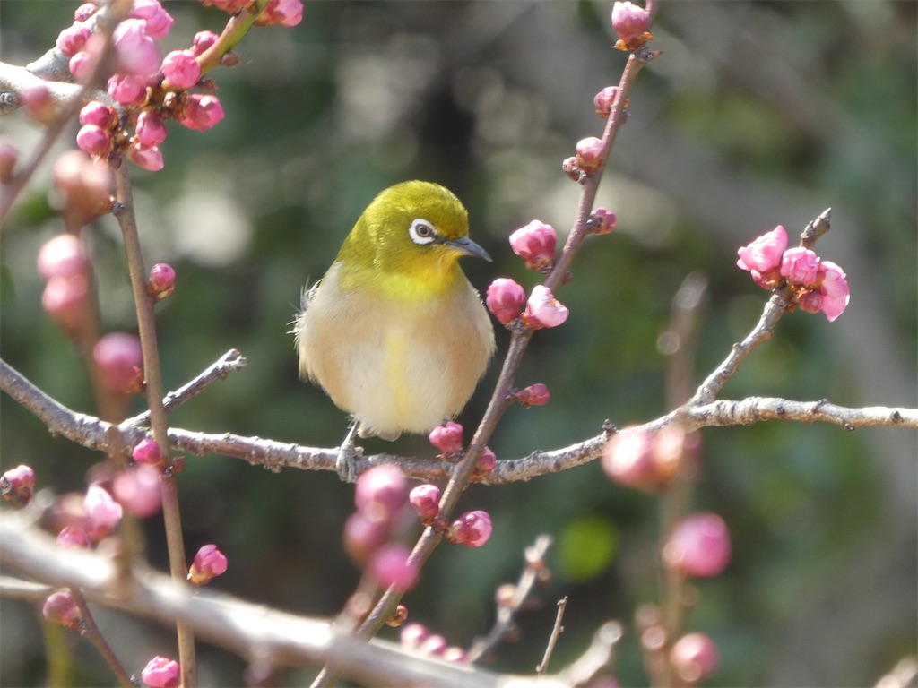 f:id:kazenokomichi:20240316143058j:image