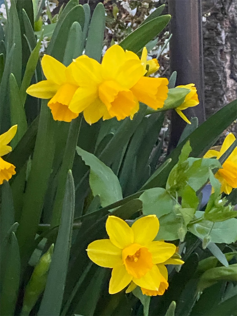 三月の水仙 - Komichi's Photo Diary