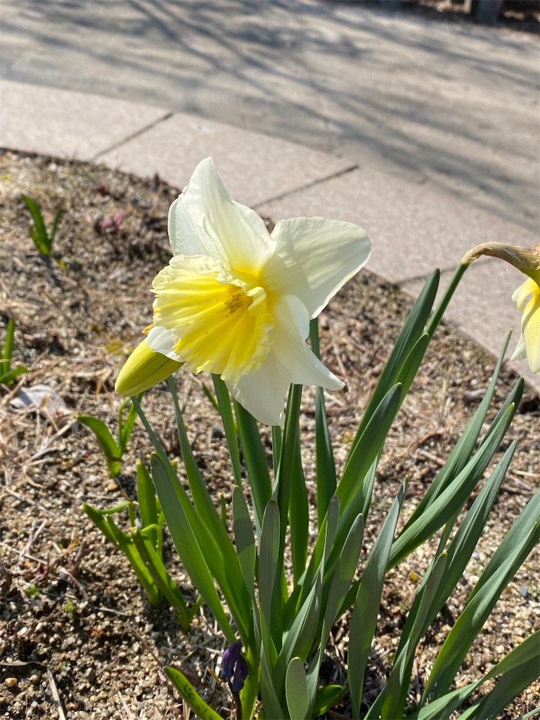 日本水仙とミモザの春のボードアレンジ 三月の水仙 - Komichi's Photo Diary