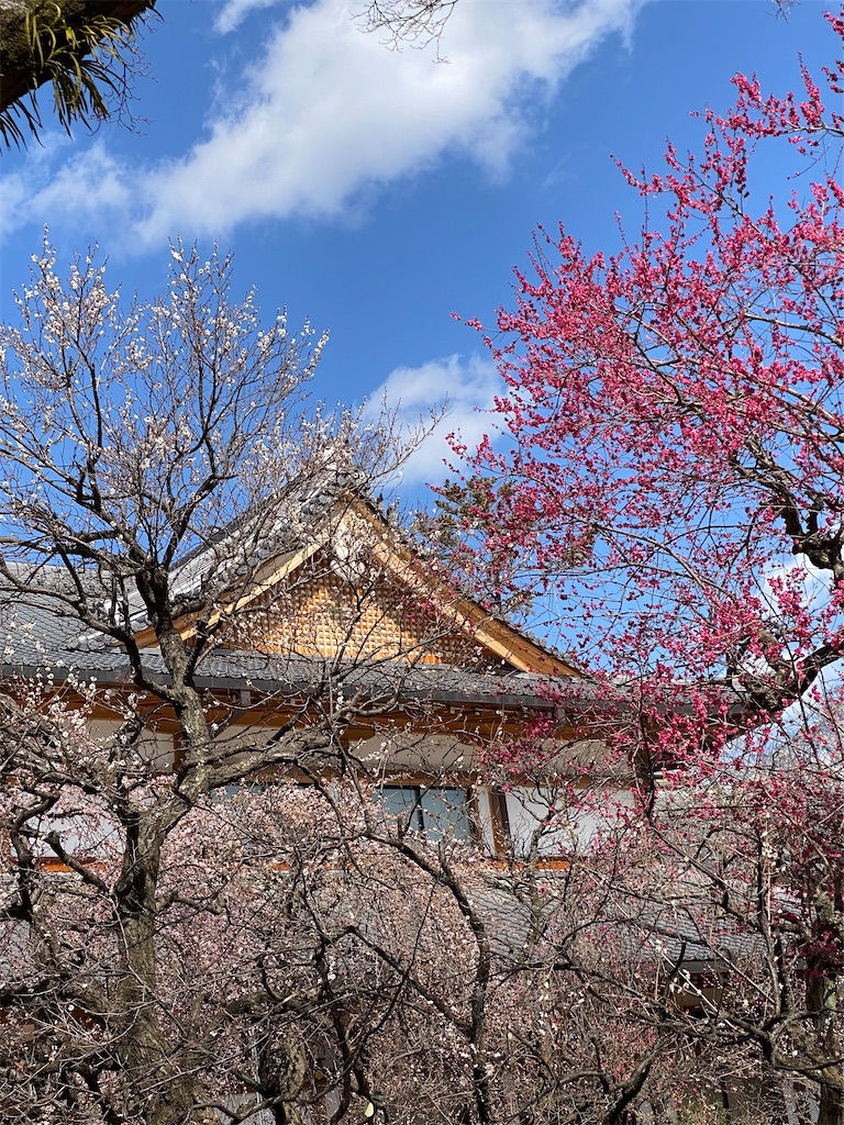 f:id:kazenokomichi:20240319130732j:image