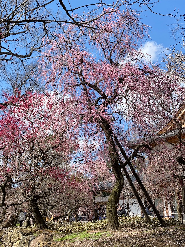 f:id:kazenokomichi:20240319130741j:image