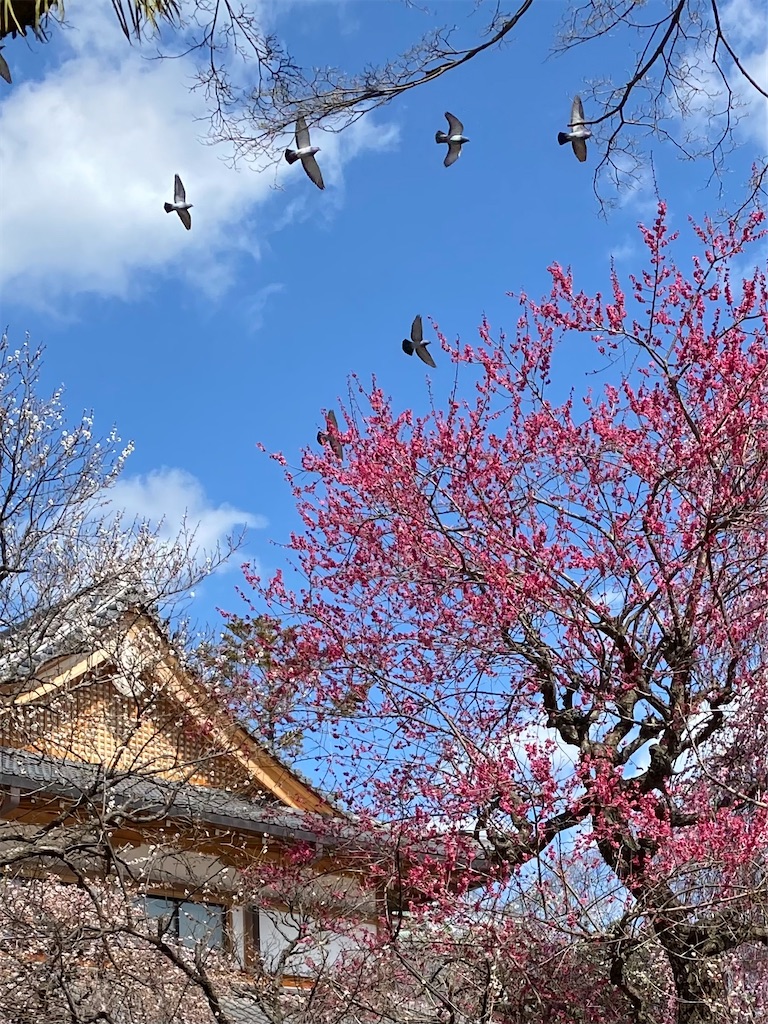 f:id:kazenokomichi:20240319130745j:image