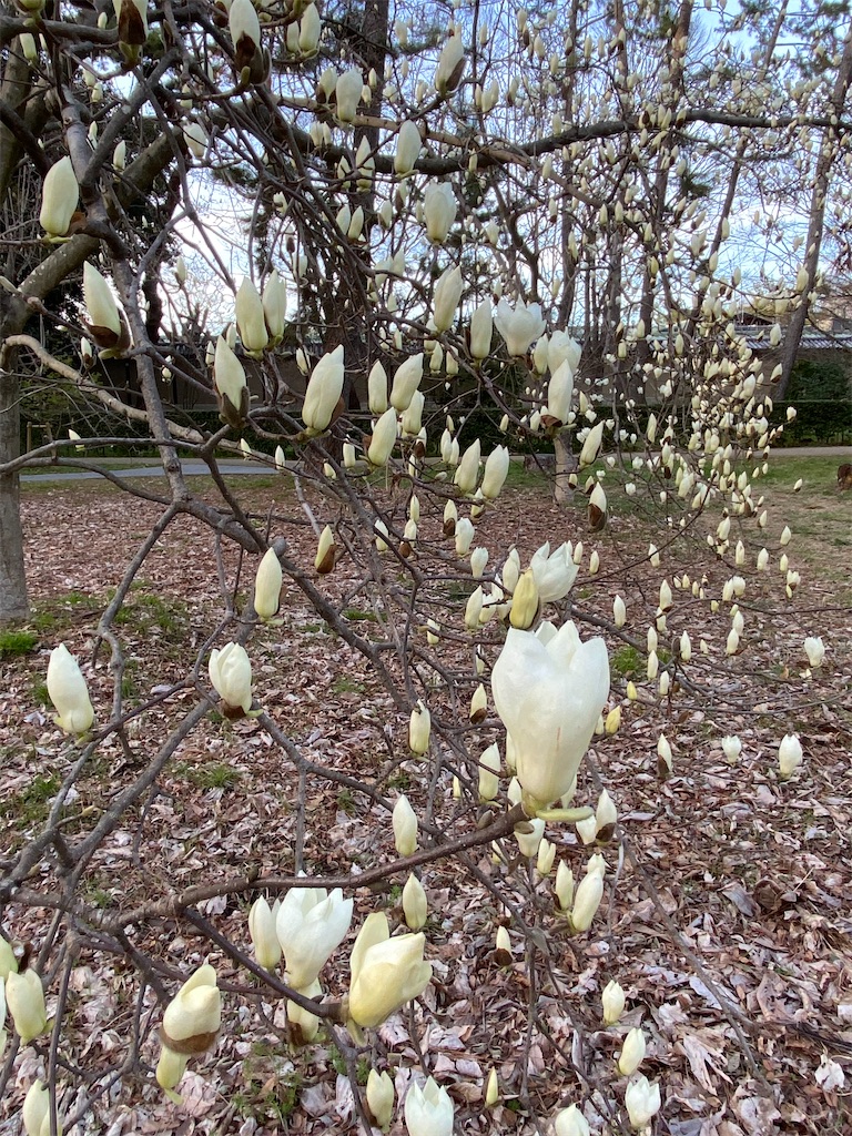 f:id:kazenokomichi:20240328211106j:image