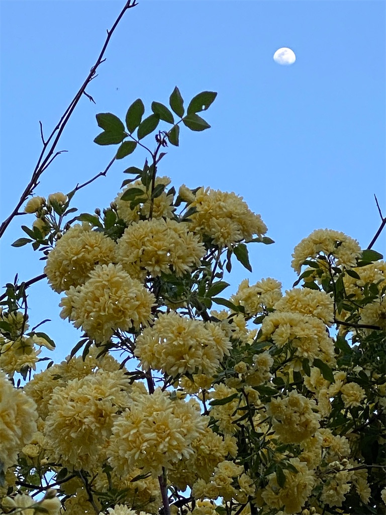 f:id:kazenokomichi:20240419214826j:image