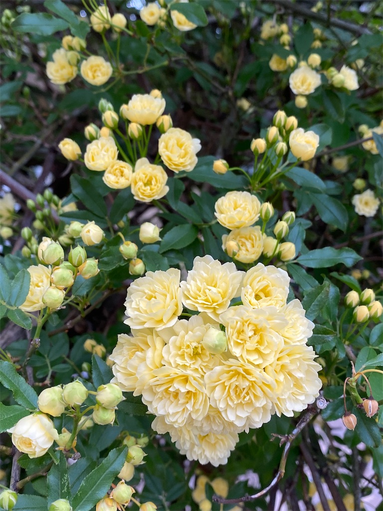 f:id:kazenokomichi:20240419225935j:image