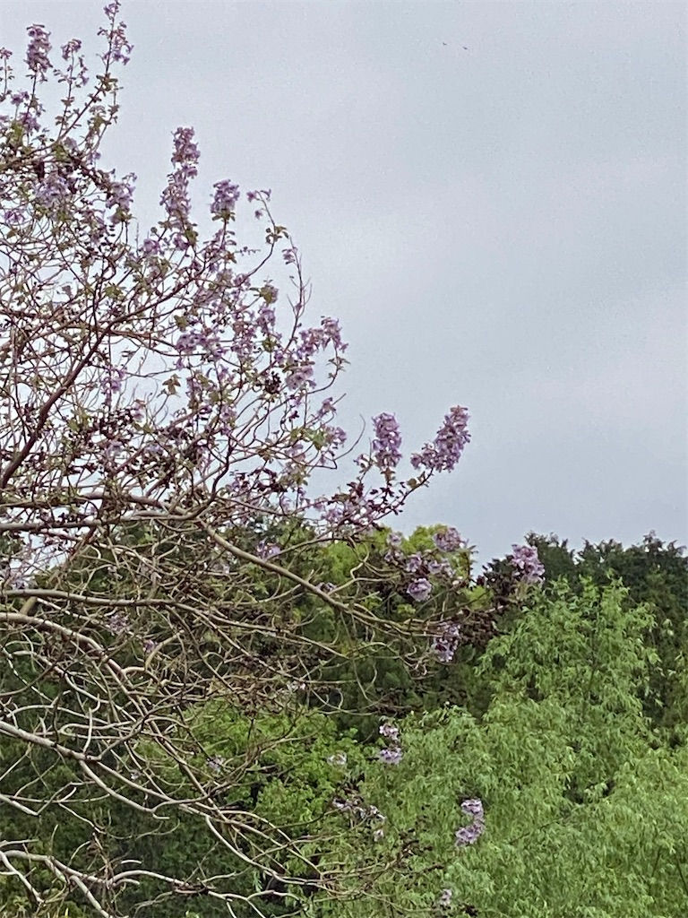 f:id:kazenokomichi:20240423180230j:image