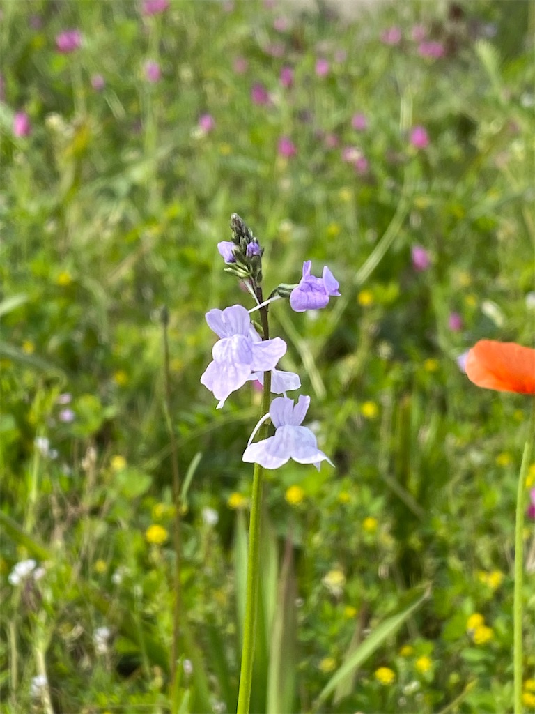 f:id:kazenokomichi:20240424102004j:image