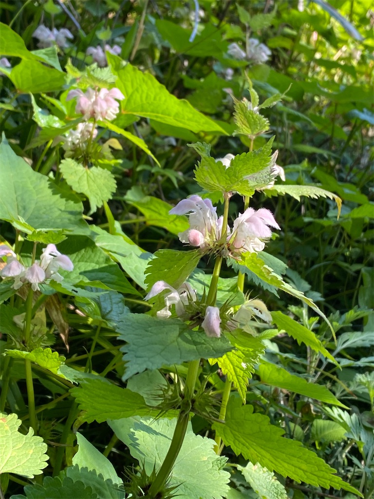 f:id:kazenokomichi:20240425164037j:image