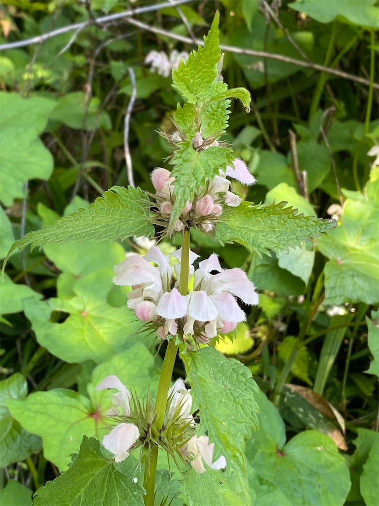 f:id:kazenokomichi:20240425164039j:image