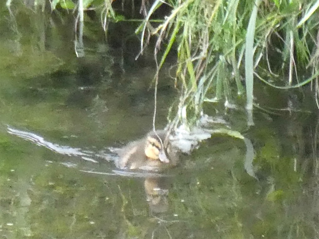 f:id:kazenokomichi:20240515221533j:image