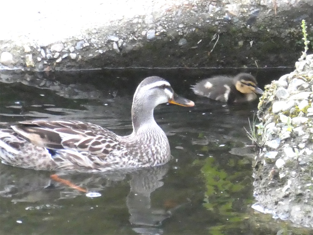 f:id:kazenokomichi:20240515221553j:image