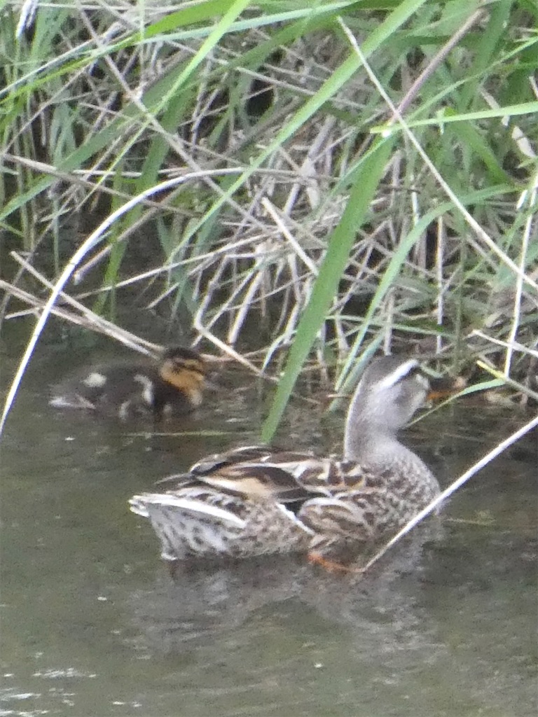 f:id:kazenokomichi:20240515221650j:image