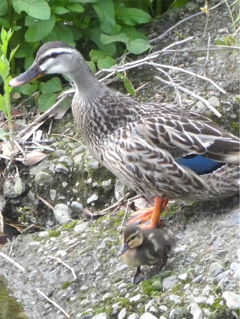 f:id:kazenokomichi:20240515221652j:image