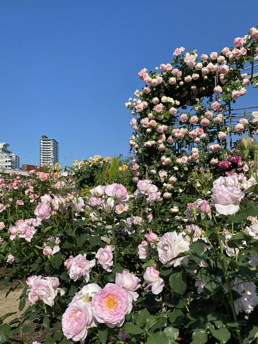 薔薇図鑑🌹大阪中之島バラ園 - 風のなかの旅日記