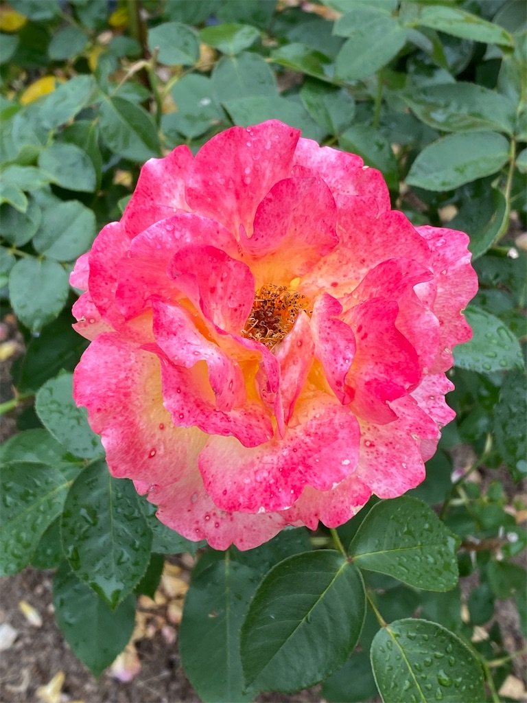 f:id:kazenokomichi:20240612110828j:image