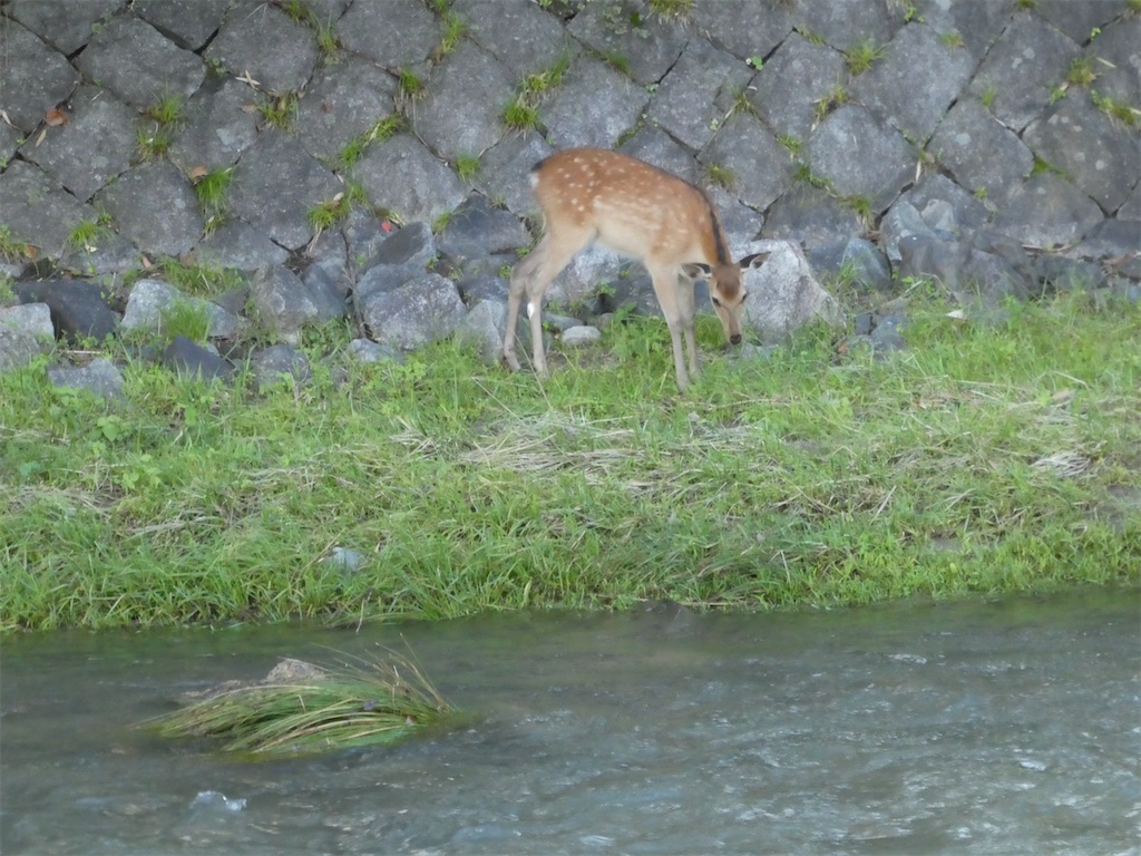 f:id:kazenokomichi:20240619011207j:image