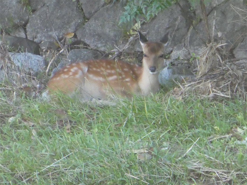 f:id:kazenokomichi:20240619011251j:image