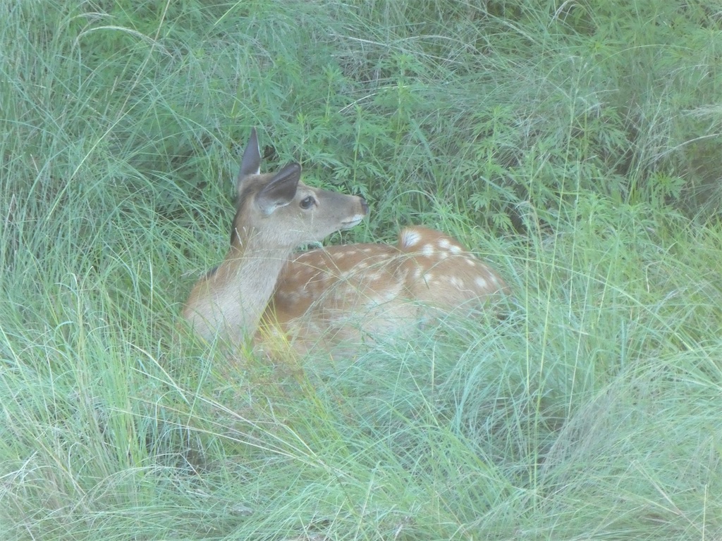 f:id:kazenokomichi:20240619011259j:image