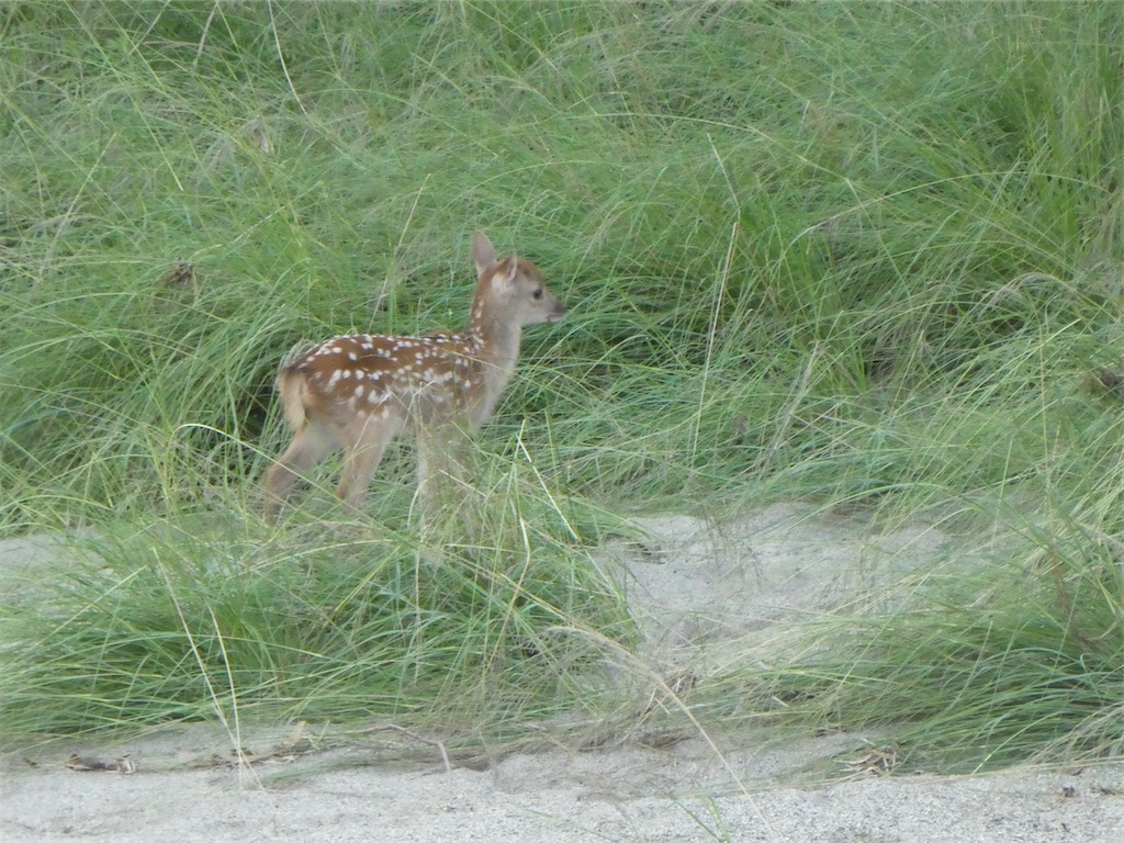 f:id:kazenokomichi:20240620161229j:image