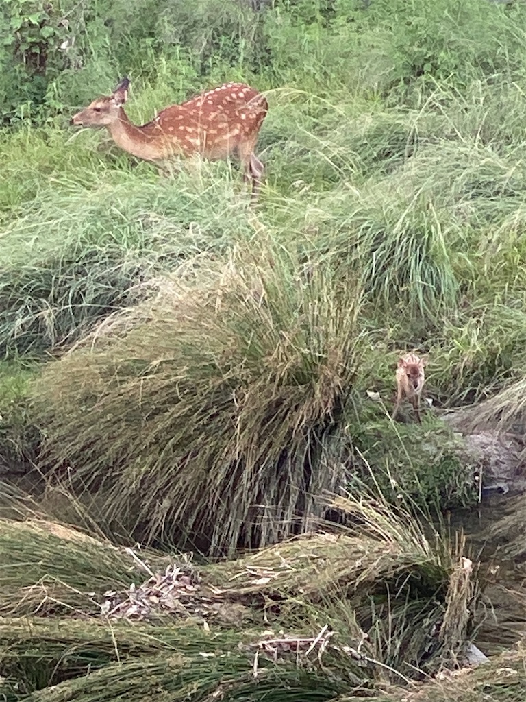 f:id:kazenokomichi:20240620161232j:image