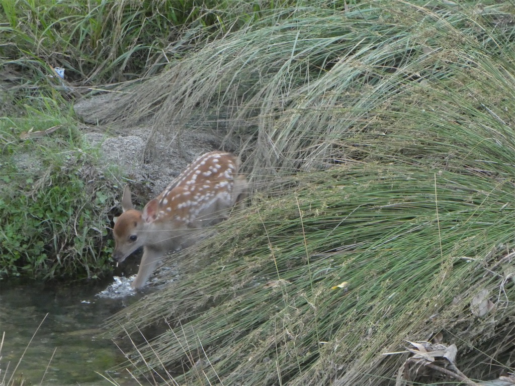 f:id:kazenokomichi:20240620161248j:image