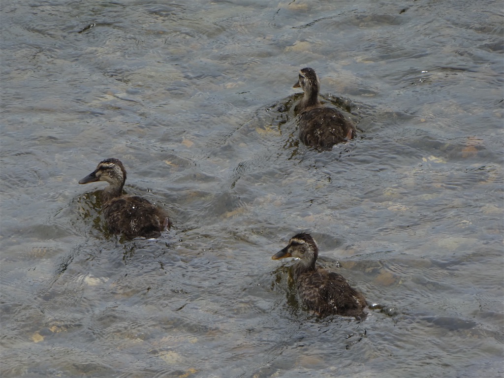 f:id:kazenokomichi:20240623175145j:image