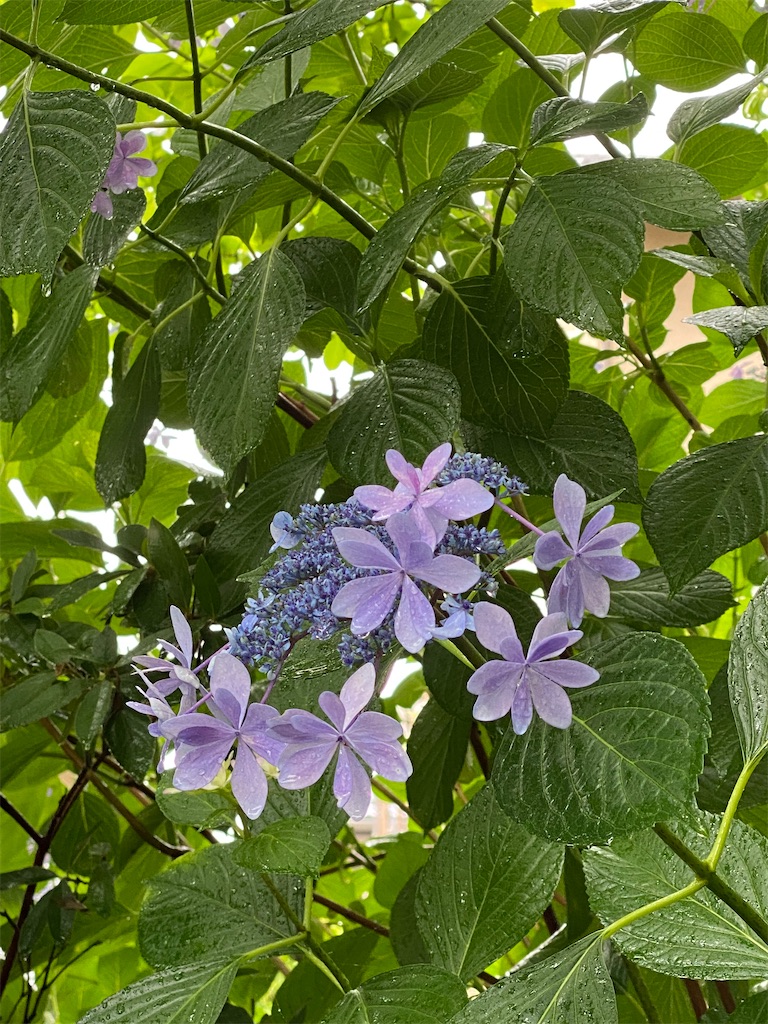 f:id:kazenokomichi:20240628143306j:image