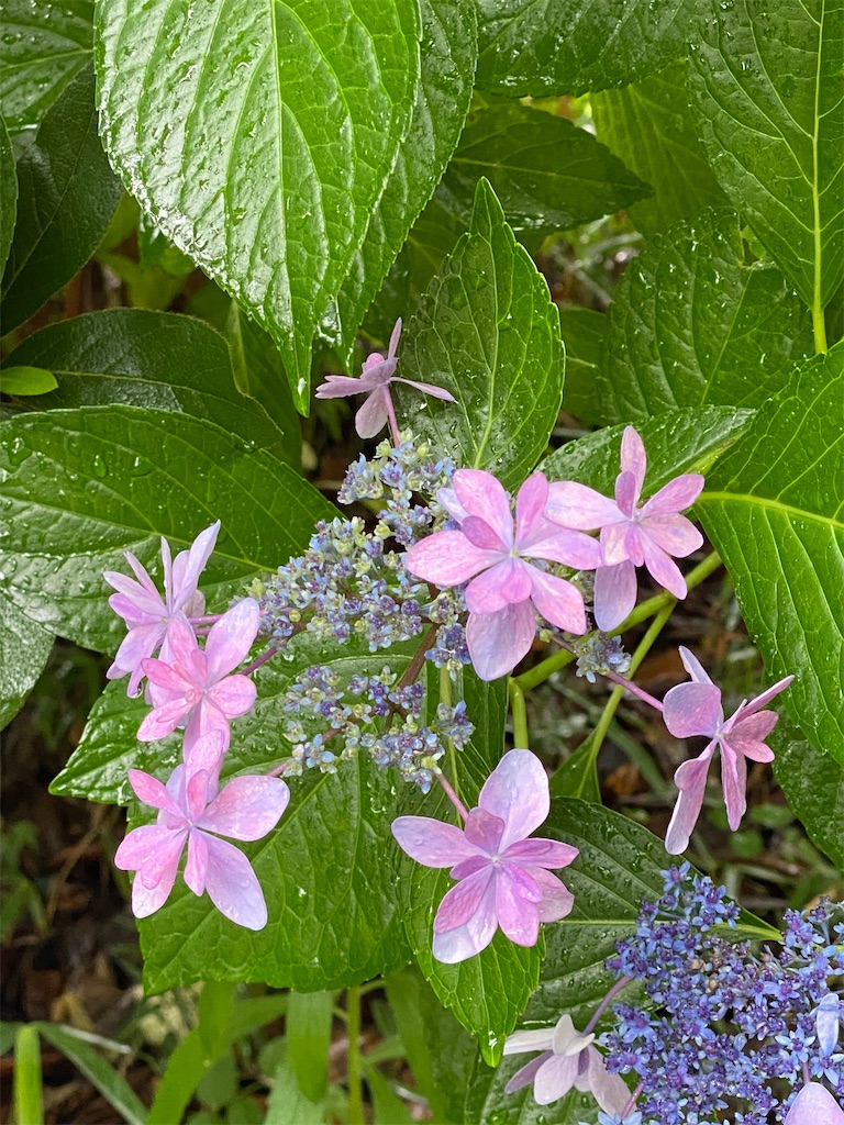 f:id:kazenokomichi:20240628143314j:image