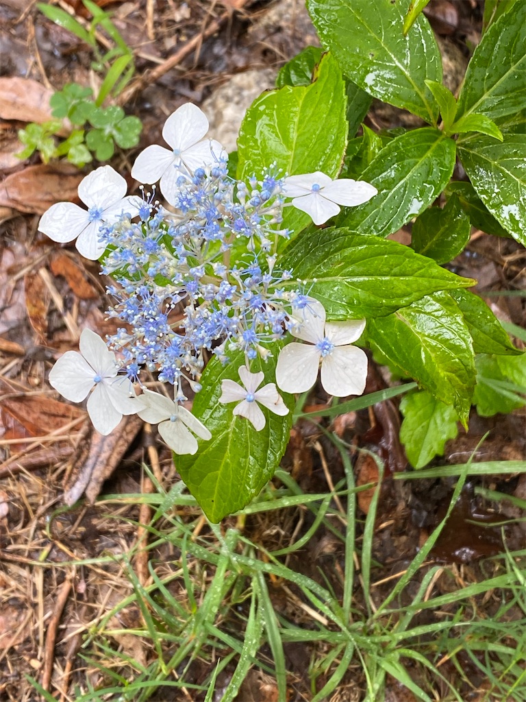 f:id:kazenokomichi:20240628143316j:image