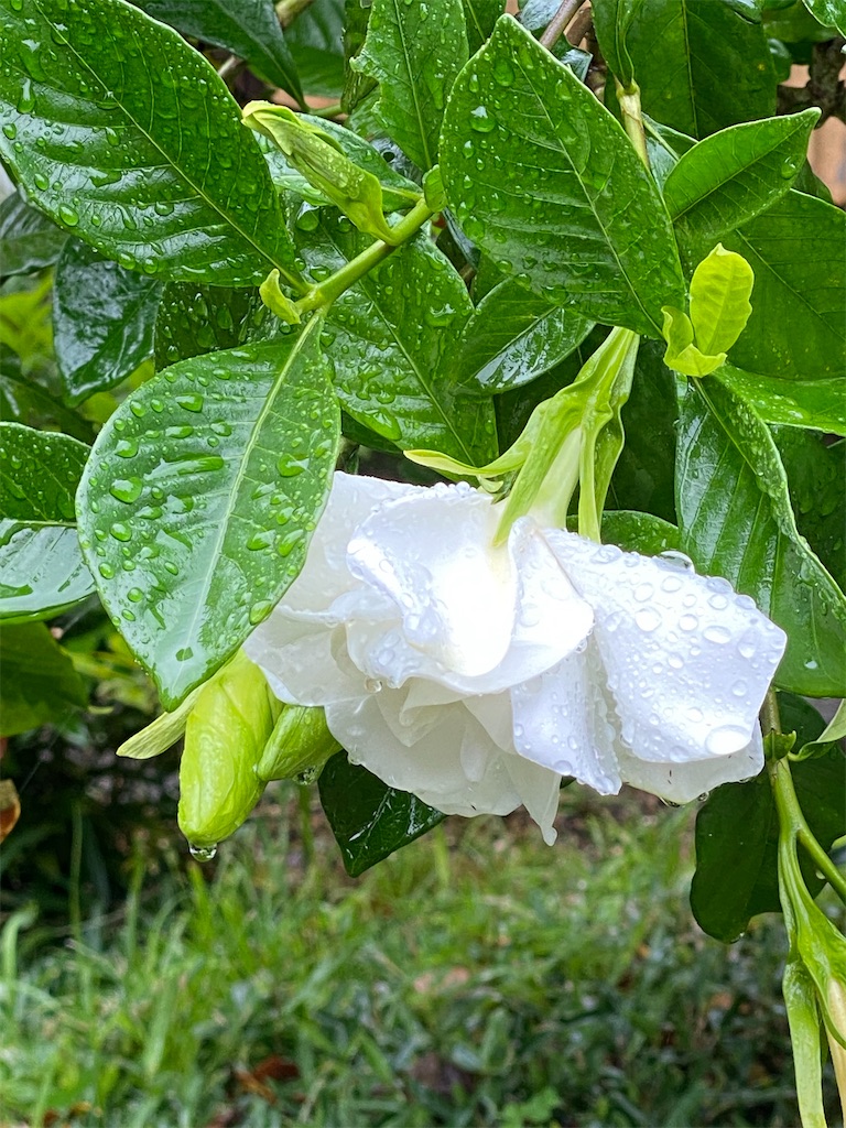 f:id:kazenokomichi:20240628143344j:image