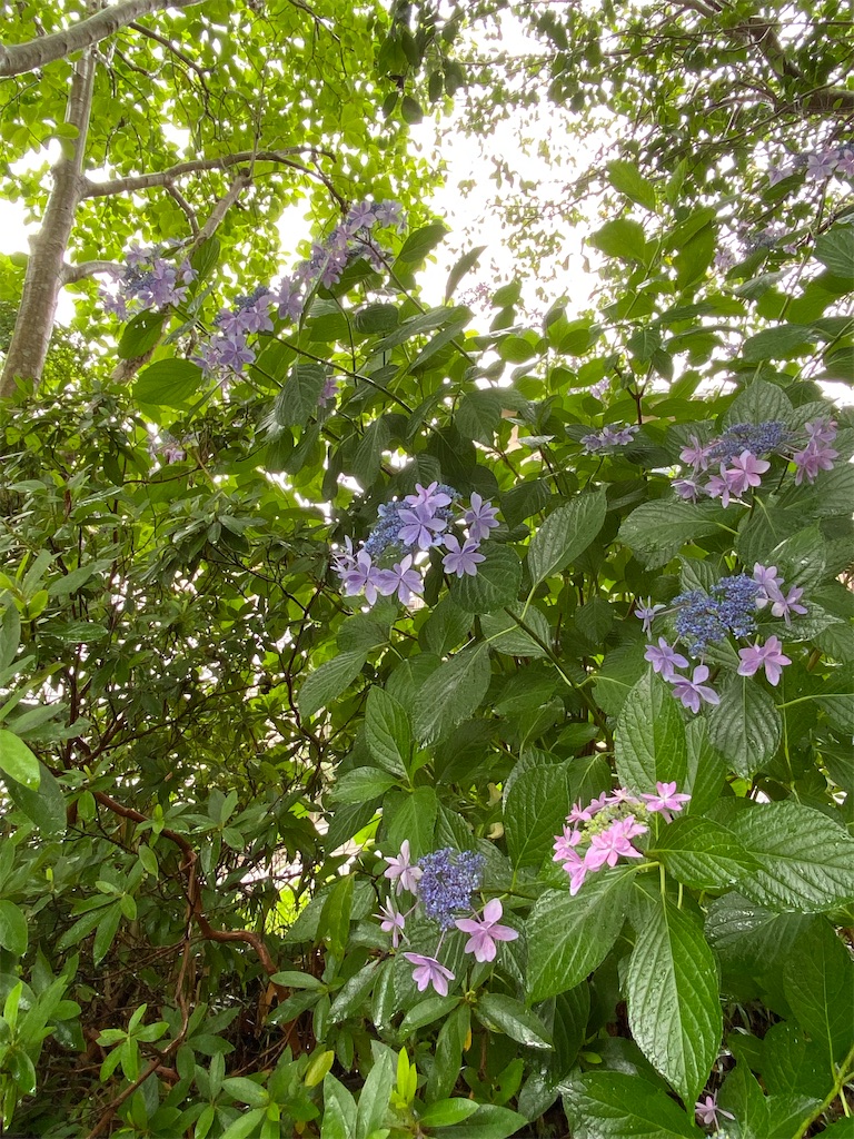 f:id:kazenokomichi:20240628143410j:image