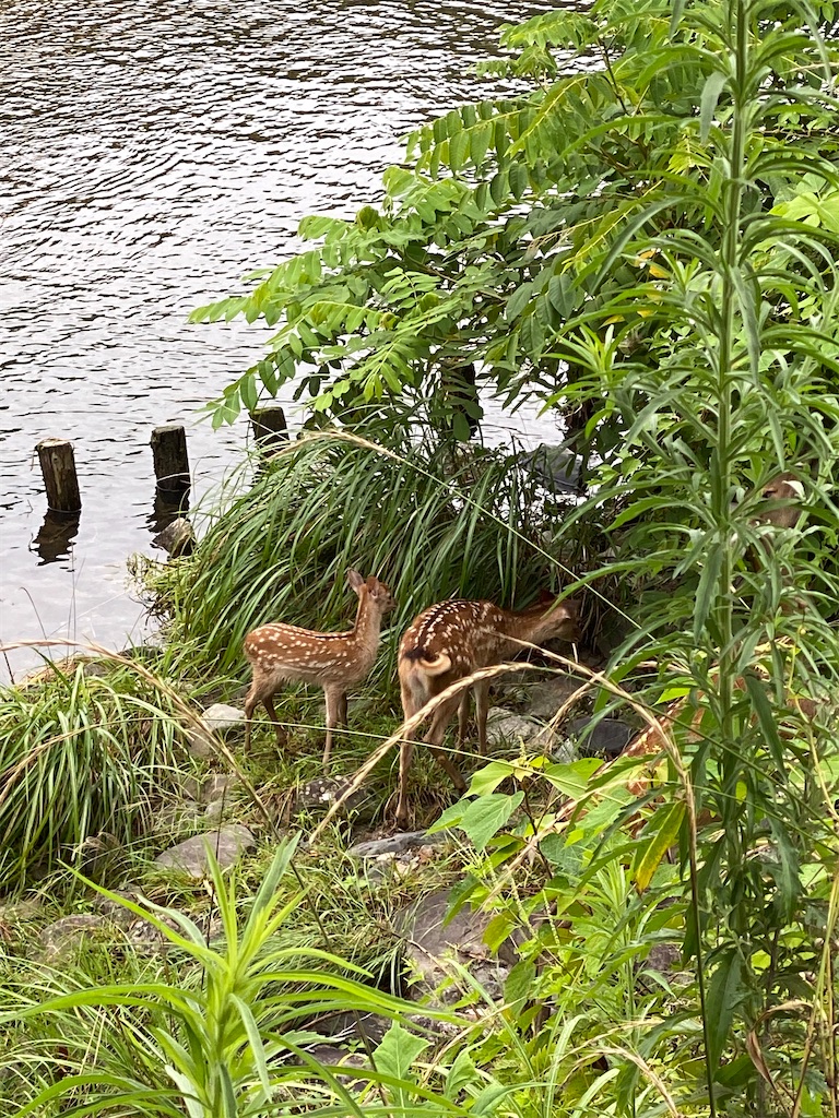 f:id:kazenokomichi:20240710095121j:image