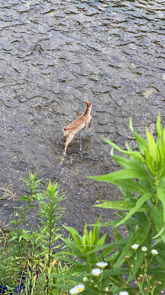 f:id:kazenokomichi:20240710095138j:image