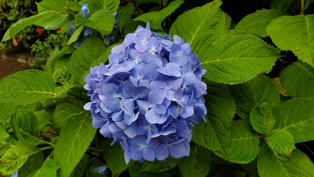 f:id:kazenosanpo:20210522105839j:plain