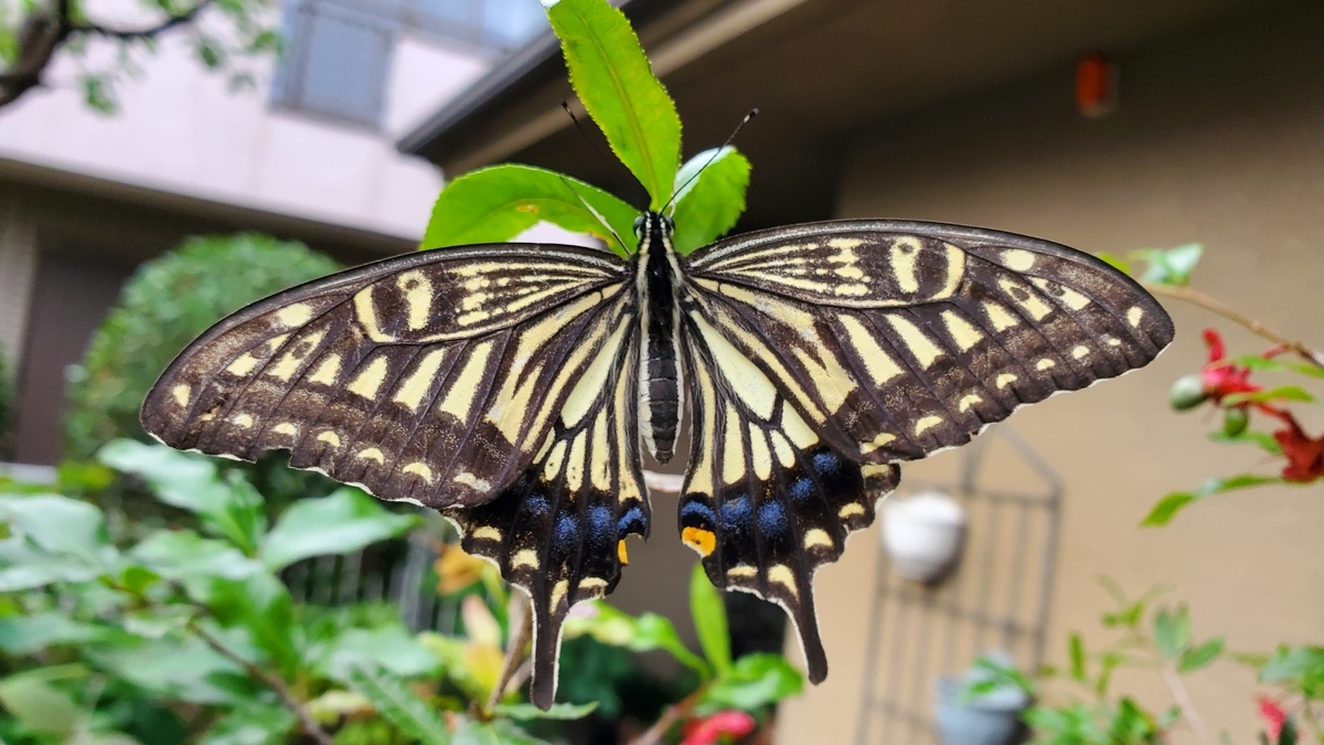 f:id:kazenosanpo:20210529101942j:plain