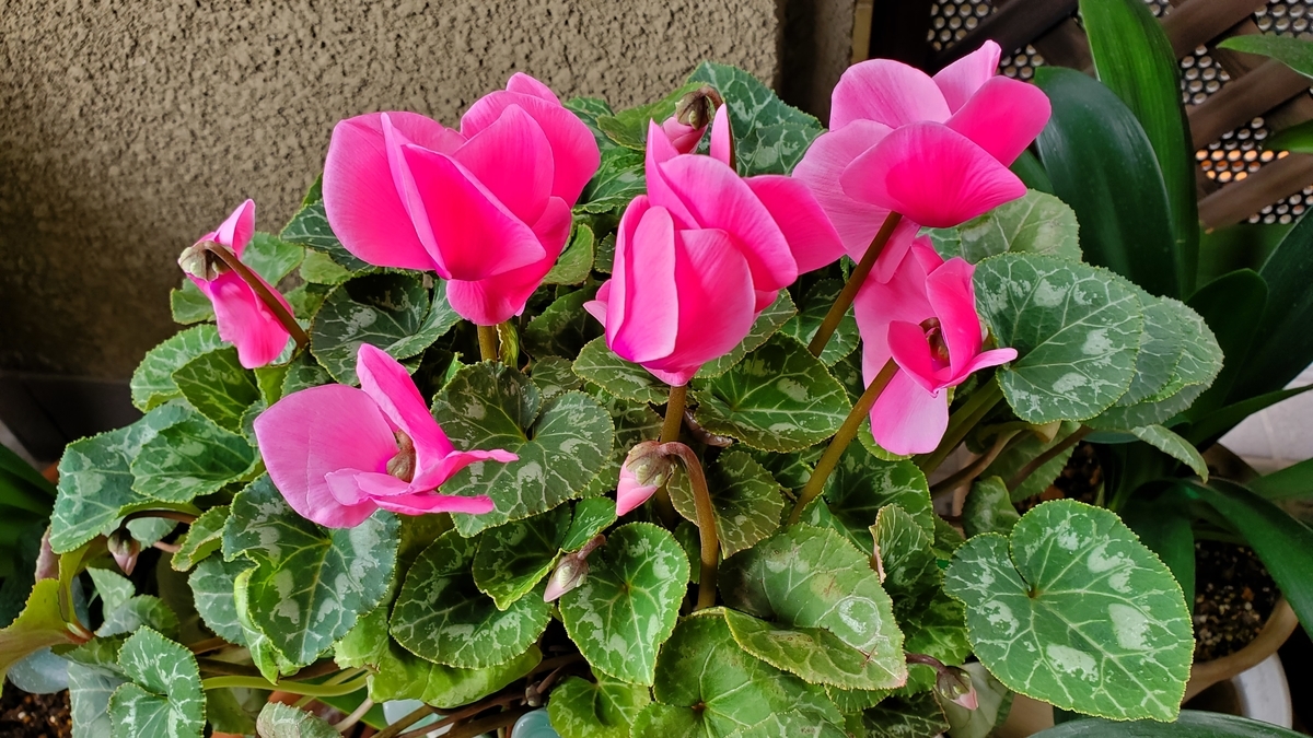 f:id:kazenosanpo:20210623124156j:plain