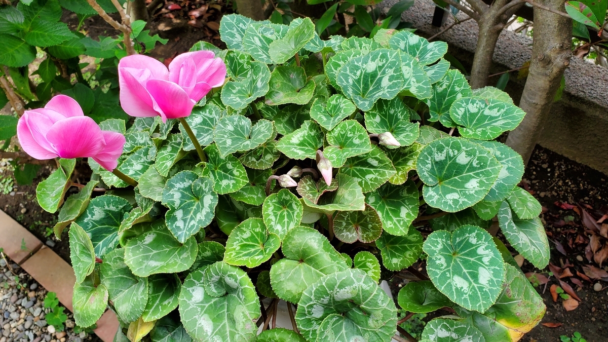 f:id:kazenosanpo:20210623124326j:plain