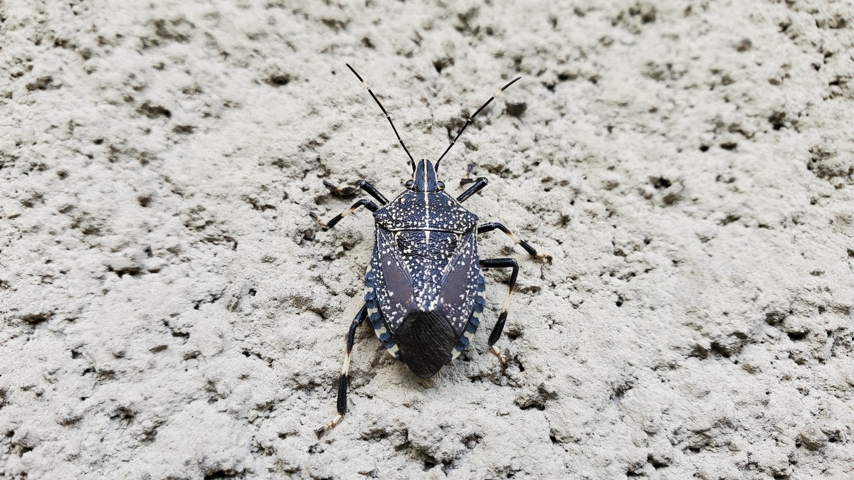 f:id:kazenosanpo:20211116115814j:plain