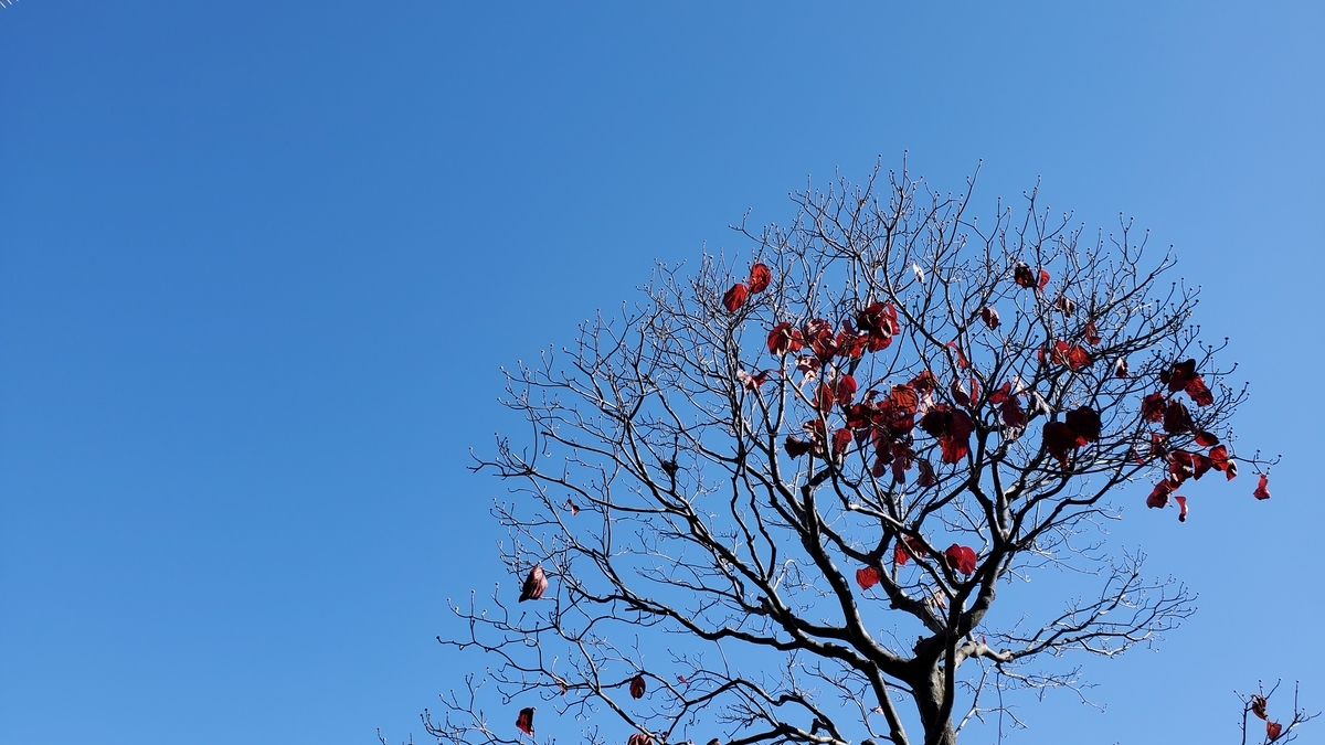 f:id:kazenosanpo:20211116115839j:plain