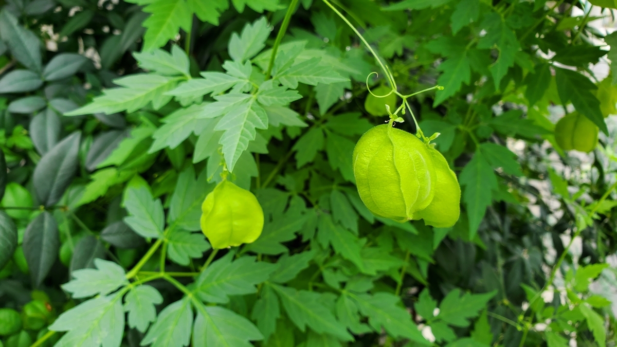 フウセンカズラ 気まぐれなページmk フウセンカズラ 気まぐれなページmk