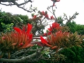 久米島・宇根のデイゴ花